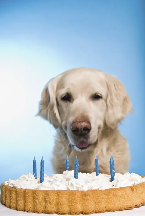 Framed Print : A golden retriever sits in front of a cake with blue candles against a blue background