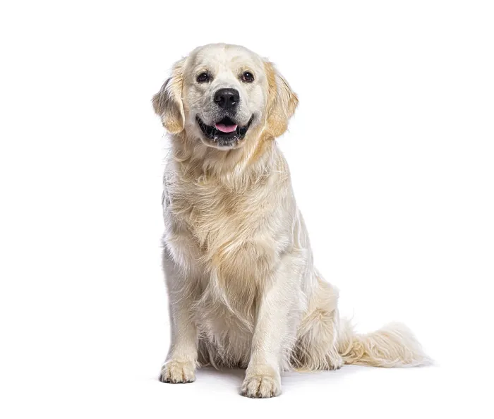 Framed Print : Golden retriever sitting and panting