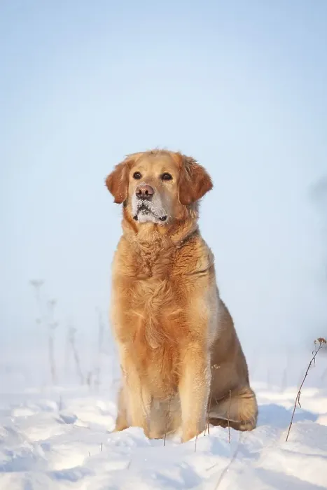 Framed Print : Golden Retriever, sitting in the snow