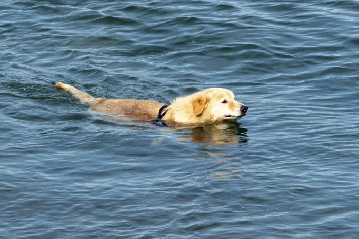 Framed Print : A Golden Retriever swims relaxed through blue waters Framed Print : A Golden Retriever swims relaxed through blue waters
