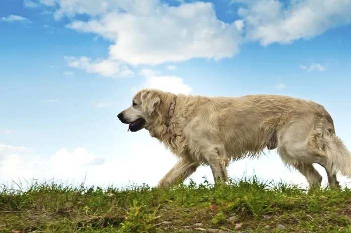 Framed Print : A golden retriever walks on grass beneath a blue sky with clouds