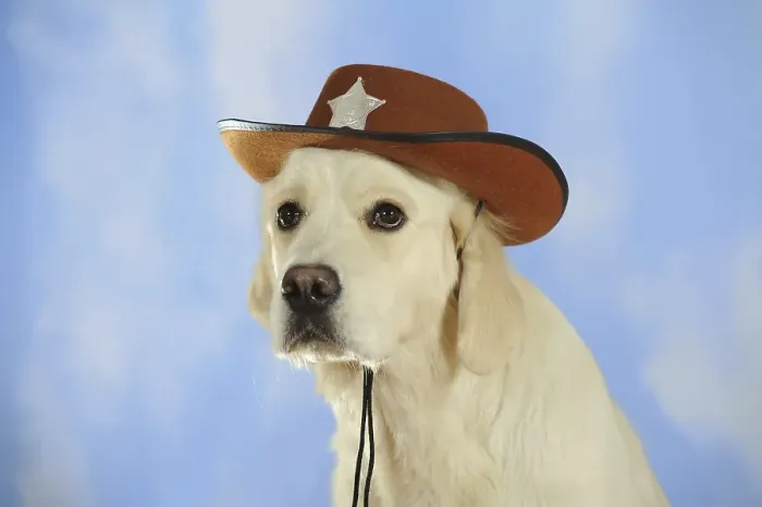 Framed Print : Golden Retriever wearing a cowboy hat Framed Print : Golden Retriever wearing a cowboy hat