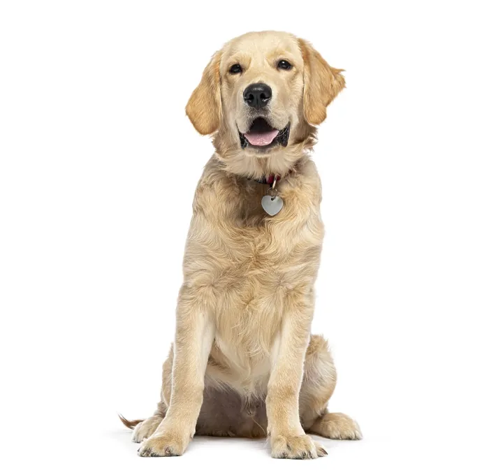 Framed Print : Golden Retriever wearing a dog collar with a medal Framed Print : Golden Retriever wearing a dog collar with a medal