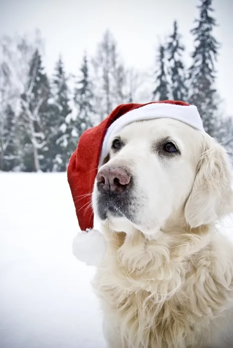 Framed Print : Golden retriever wearing a Santa hat with a snowy forest background