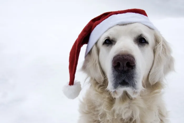 Framed Print : Golden retriever wearing a Santa hat in a snowy winter setting