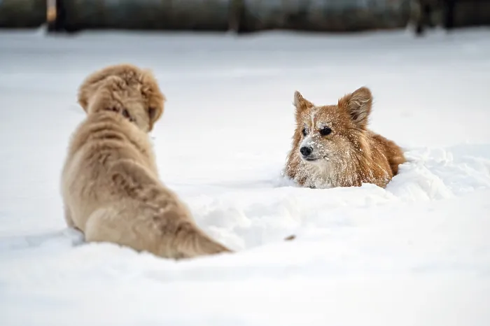 Framed Print : Golden retriever and welsh corgi play in the white snow on a cold winter day