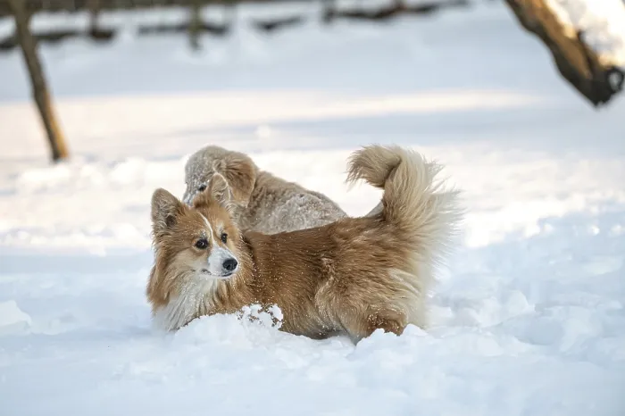 Framed Print : Golden retriever and welsh corgi play in the white snow on a cold winter day