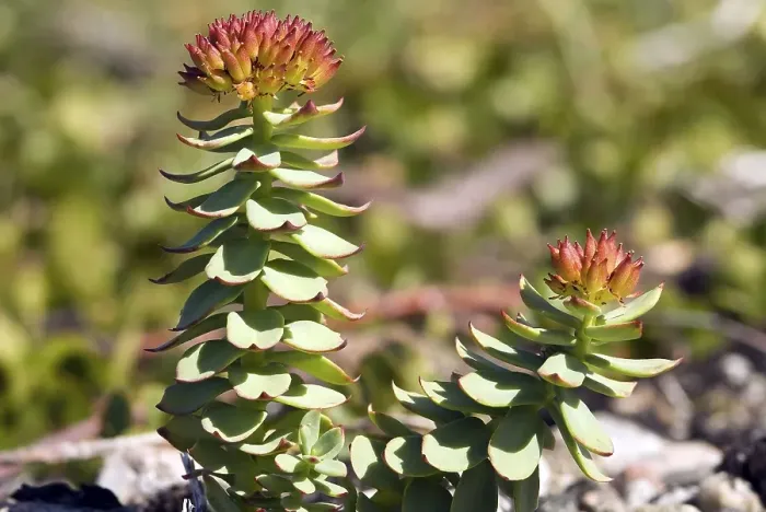 Framed Print : Golden root (Rhodiola rosea), Labrador Framed Print : Golden root (Rhodiola rosea), Labrador