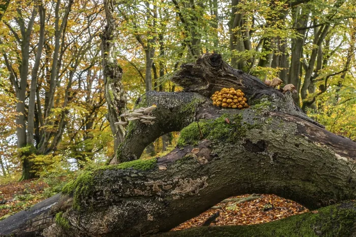Framed Print : Golden scalycap (Pholiota aurivella) and porcelain fungi (Oudemansiella mucida) in the Hutewald Halloh