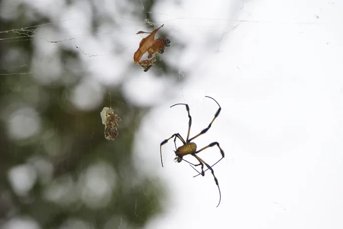 Framed Print : Golden silk spider (Nephila clavipes)