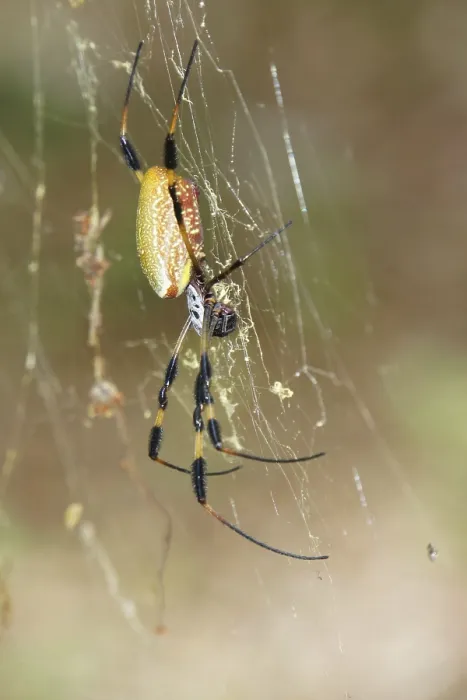 Framed Print : Golden silk spider (Nephila clavipes) Framed Print : Golden silk spider (Nephila clavipes)
