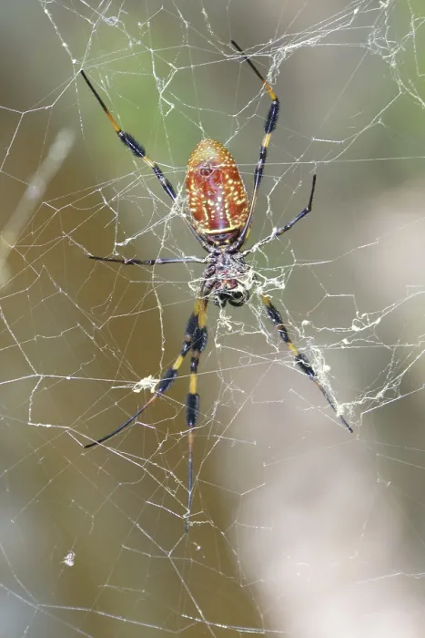 Framed Print : Golden silk spider (Nephila clavipes) Framed Print : Golden silk spider (Nephila clavipes)