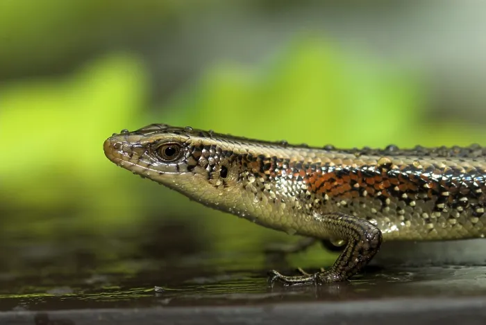 Framed Print : Golden skink (Mabuya multifasciata)