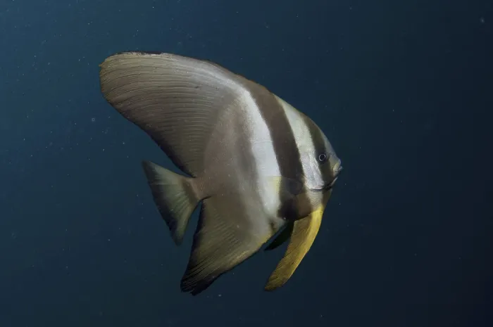 Framed Print : Golden Spadefish (Platax boersii)