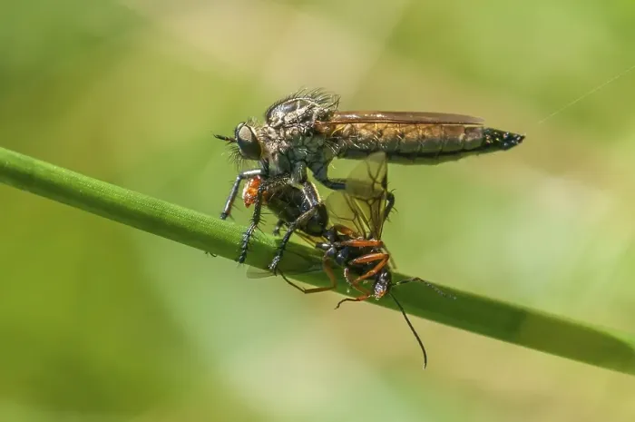 Framed Print : Golden-tabbed Robber-fly (Eutolmus rufibarbis) with caught insect