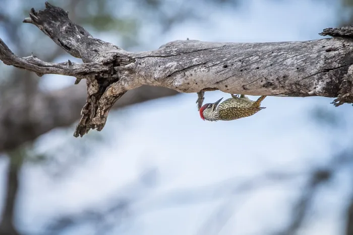 Framed Print : Golden-tailed woodpecker on a branch in the Kruger National Park