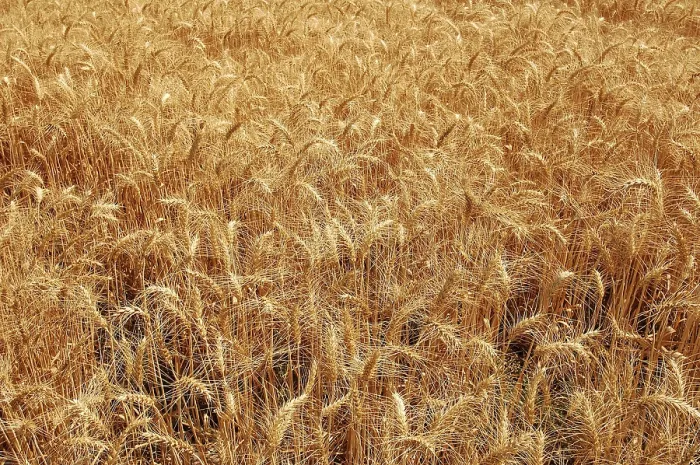 Framed Print : Golden Wheat Crop growing in the fields ready for harvesting