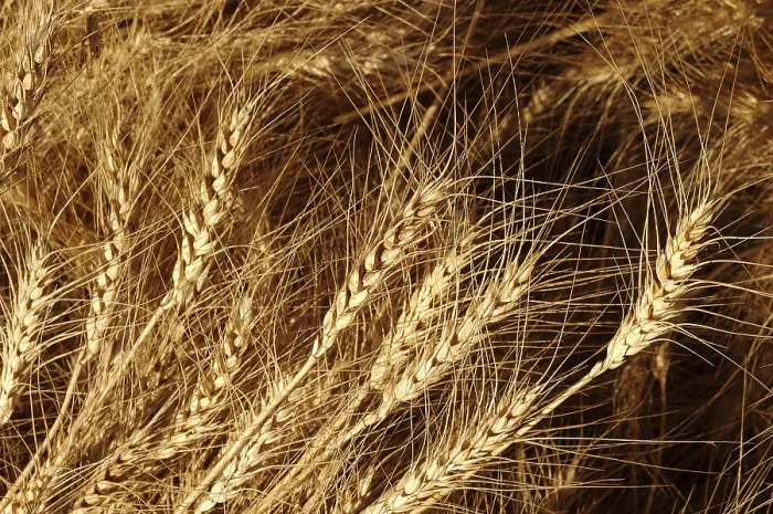 Framed Print : Golden Wheat Crop growing in the fields ready for harvesting