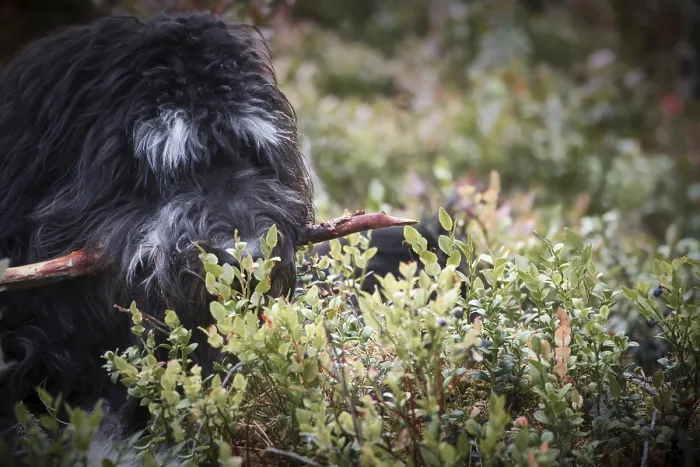 Framed Print : Goldendoodle is lying with a stick in the blueberry field in a forest Framed Print : Goldendoodle is lying with a stick in the blueberry field in a forest