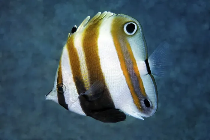 Framed Print : Goldengirdled coralfish (Coradion chrysozonus) Framed Print : Goldengirdled coralfish (Coradion chrysozonus)