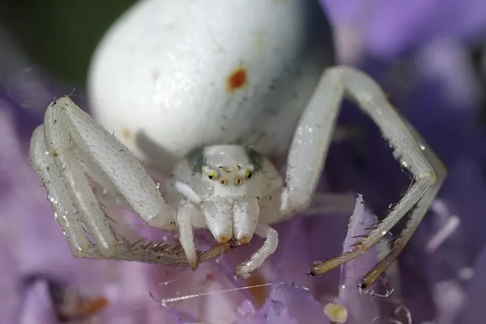 Framed Print : Goldenrod crab spider, Misumena vatia