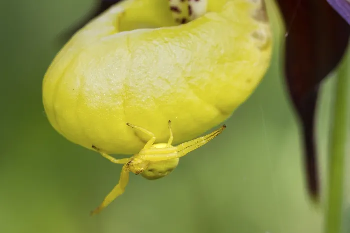 Framed Print : Goldenrod crab spider, (Misumena vatia)