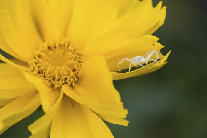 Framed Print : Goldenrod crab spider (Misumena vatia) in lurking position on yellow flower Framed Print : Goldenrod crab spider (Misumena vatia) in lurking position on yellow flower