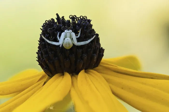 Framed Print : A Goldenrod crab spider (Misumena vatia) sits on the blossom of a yellow flower Framed Print : A Goldenrod crab spider (Misumena vatia) sits on the blossom of a yellow flower