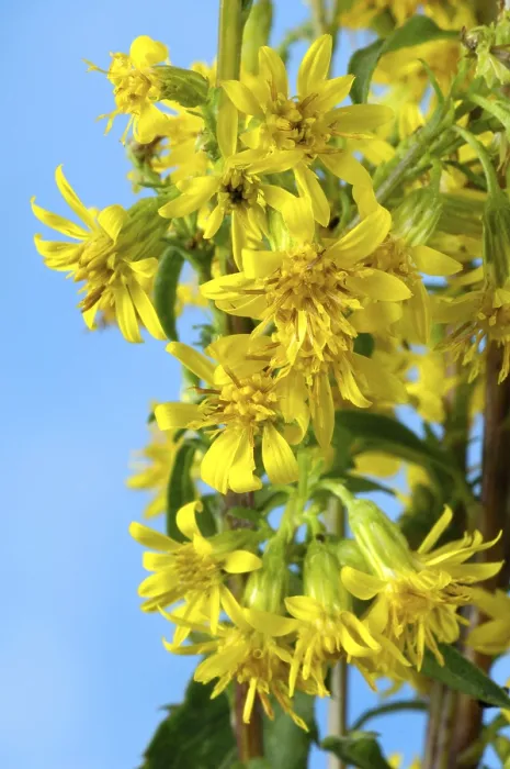 Framed Print : Goldenrod (Solidago virgaurea) Framed Print : Goldenrod (Solidago virgaurea)