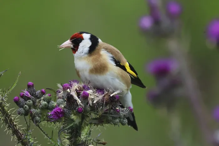 Framed Print : Goldfinch, Carduelis carduelis