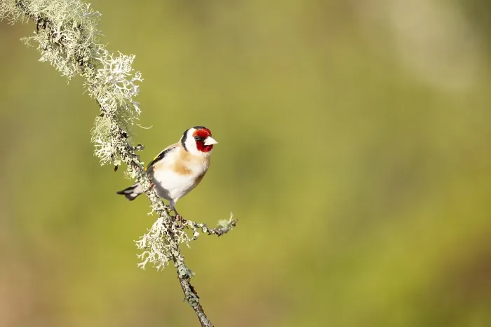 Framed Print : Goldfinch (Carduelis carduelis) on branch