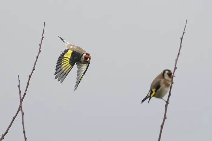 Framed Print : A goldfinch (Carduelis carduelis) flies next to a seated bird between sparse branches against a grey sky Framed Print : A goldfinch (Carduelis carduelis) flies next to a seated bird between sparse branches against a grey sky