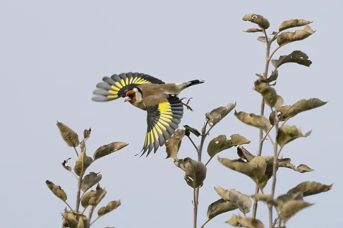 Framed Print : Goldfinch (Carduelis carduelis) with outstretched wings flying between bare branches against a bright sky