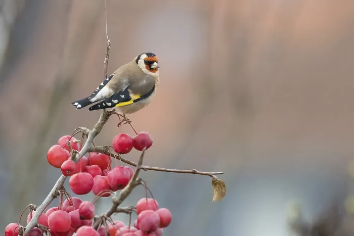 Framed Print : A goldfinch (Carduelis carduelis) resting on a branch with bright red berries against a soft background Framed Print : A goldfinch (Carduelis carduelis) resting on a branch with bright red berries against a soft background