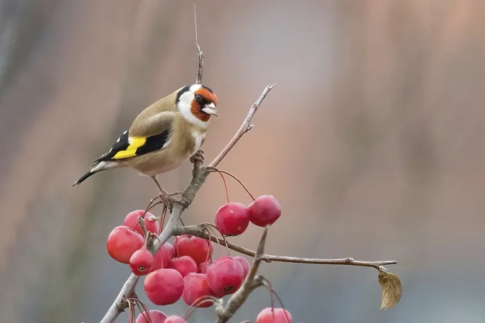 Framed Print : A goldfinch (Carduelis carduelis) sits on a branch with red berries against a blurred background Framed Print : A goldfinch (Carduelis carduelis) sits on a branch with red berries against a blurred background