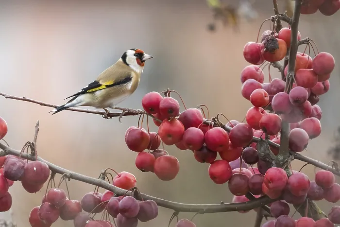 Framed Print : A goldfinch (Carduelis carduelis) sitting on a branch full of ripe