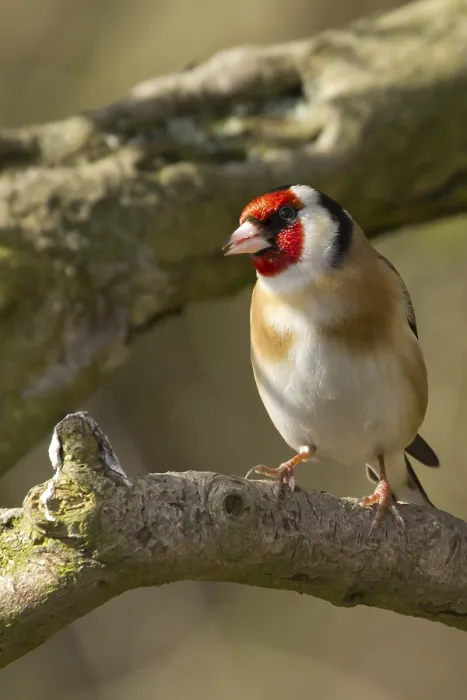 Framed Print : Goldfinch perched on a branch in the wild