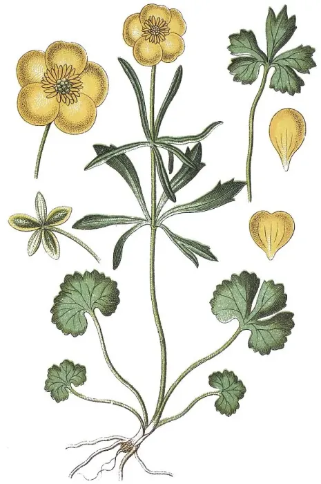 Framed Print : Goldilocks buttercups (Ranunculus auricomus agg) Framed Print : Goldilocks buttercups (Ranunculus auricomus agg)