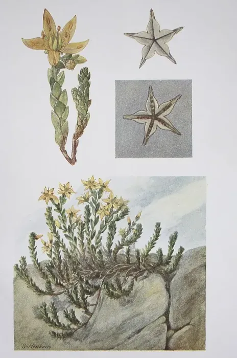 Framed Print : Goldmoss stonecrop (Sedum acre) (sedum) Framed Print : Goldmoss stonecrop (Sedum acre) (sedum)
