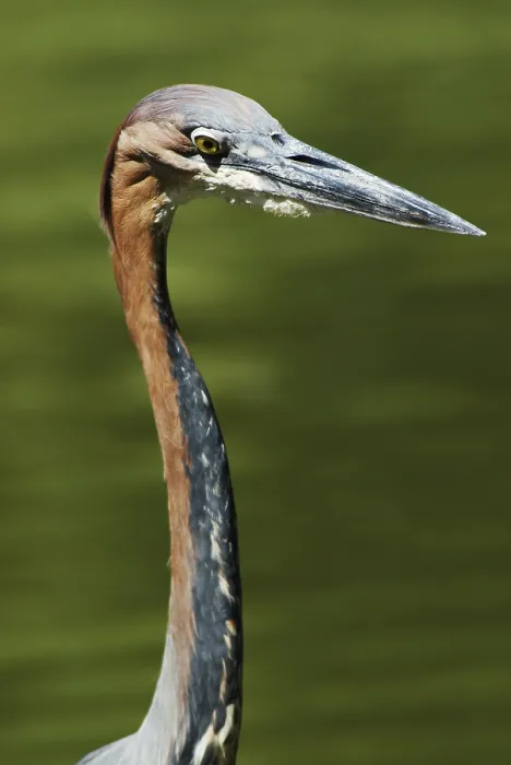 Framed Print : Goliath Heron (Ardea goliath) Framed Print : Goliath Heron (Ardea goliath)