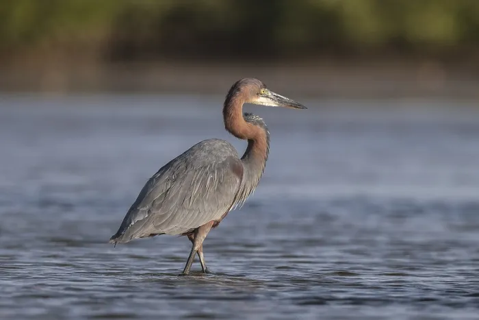 Framed Print : Goliath Heron (Ardea goliath), Senegal, Africa