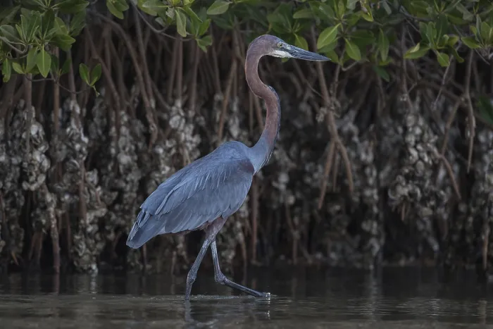 Framed Print : Goliath Heron (Ardea goliath), Senegal, Africa