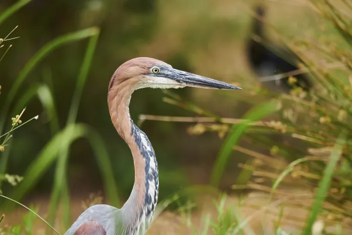 Framed Print : Goliath heron (Ardea goliath) standing in the bushes at the water Framed Print : Goliath heron (Ardea goliath) standing in the bushes at the water