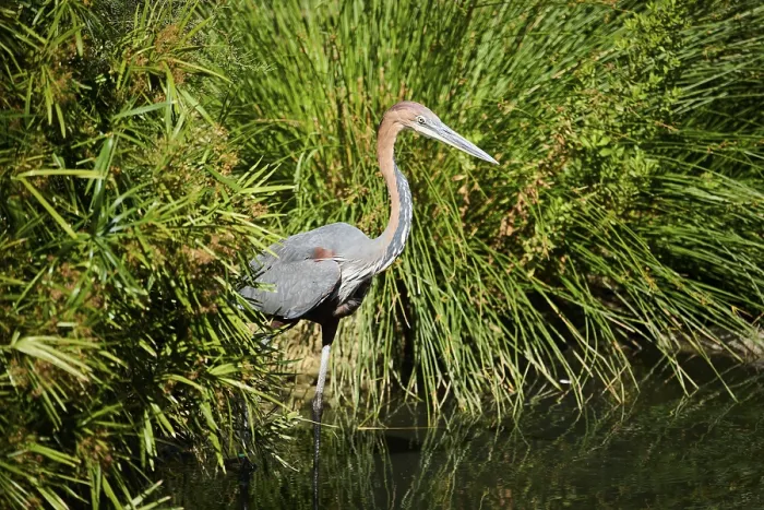 Framed Print : Goliath Heron (Ardea goliath), standing in the water Framed Print : Goliath Heron (Ardea goliath), standing in the water