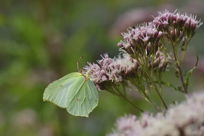 Framed Print : Gonepteryx rhamni, known as the common brimstone
