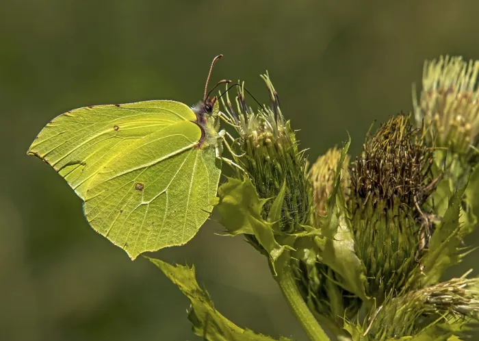 Framed Print : Gonepteryx rhamni lemon butterfly Gonepteryx rhamni lemon butterfly