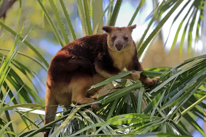 Framed Print : Goodfellow tree kangaroo (Dendrolagus goodfellowi buergersi)