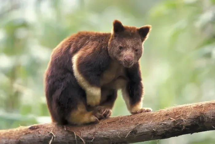 Framed Print : Goodfellow's Tree-Kangaroo (Dendrolagus goodfellowi buergersi)