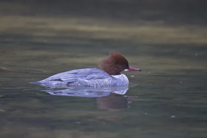 Framed Print : Goosander, female, Mergus merganser