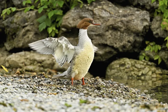 Framed Print : Goosander (Mergus merganser), female shaking her wings